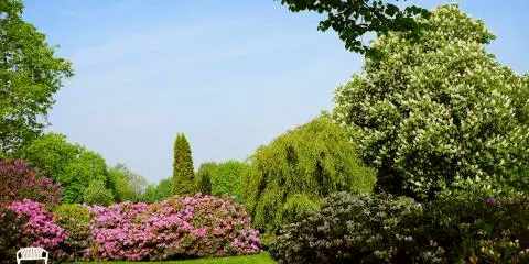Titelbild für 5. Rhododendronfest in Bad Elster